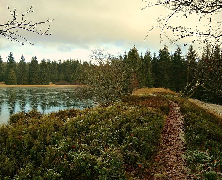 Wüster Teich Rehefeld ()
