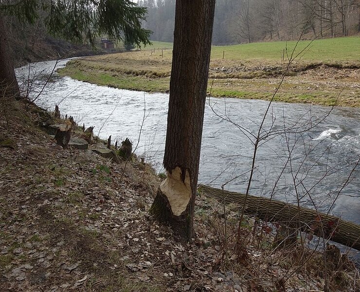 Fraßspuren des Bibers im Muldental bei Hohentanne (Jens Grigoleit, Fremdenverkehrsverein Freiberg)