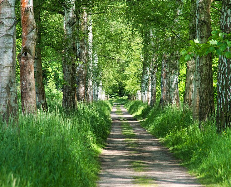 Johann Günzel - Allee (Bastian Rakow)