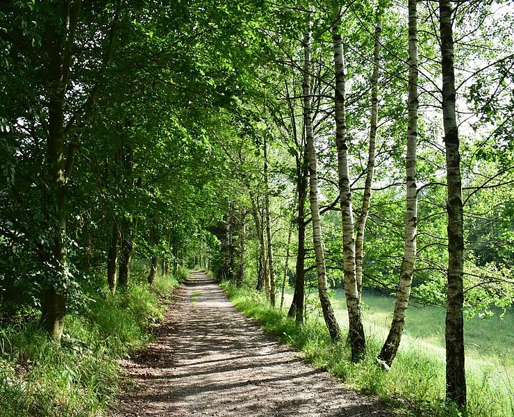 Auf dem Weg zum Abtwald bei Burkhardtsdorf (Corinna Bergelt)