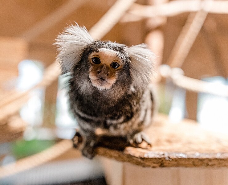 Wildpark Osterzgebirge (Philip Maethner)