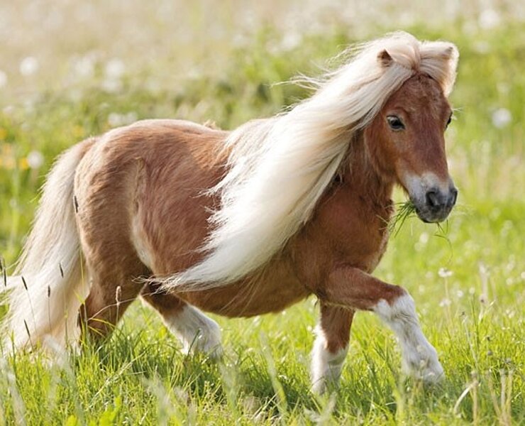 Pony (Waldgasthof Bad Einsiedel)