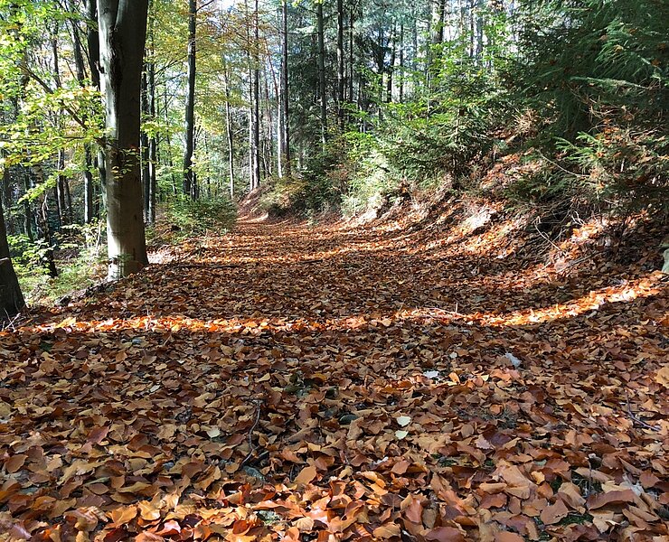 Wanderweg Oberhartmannsdorf (Christfried Nicolaus, Hartmannsdorf)