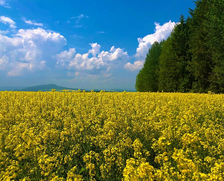 Blick vom Firstenweg Richtung Scheibenberg (Andreas Göbel)