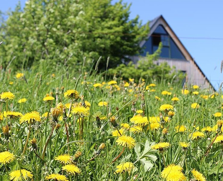 Frühlingswiese vor dem Ferienhaus ()