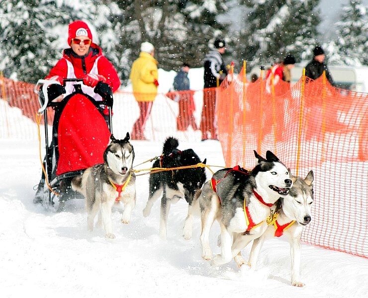 Internationales Schlittenhunderennen jährlich im Februar an der Schwartenbergloipe (Fotografin Eva Schalling, Seiffen)