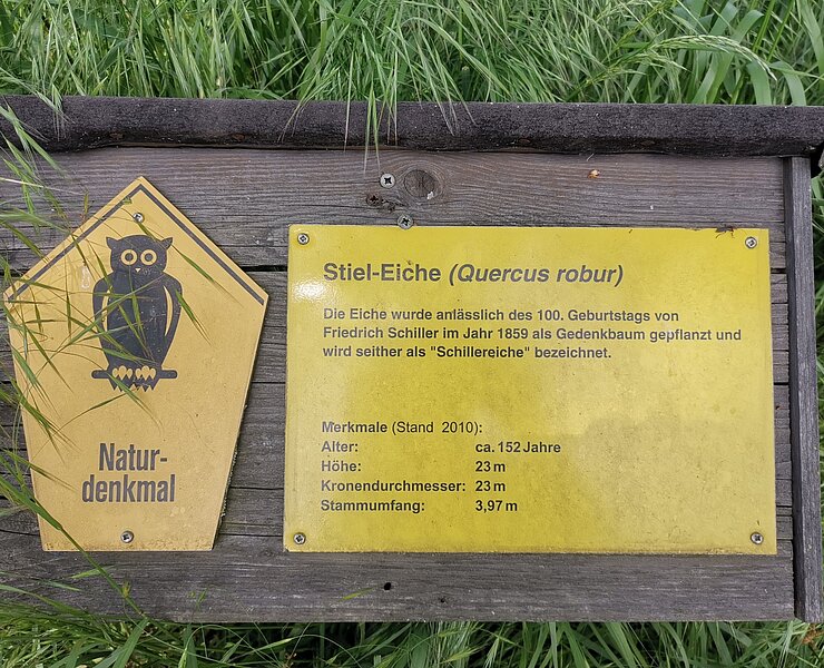 Schiller-Eiche Lunzenau (Bastian Rakow)
