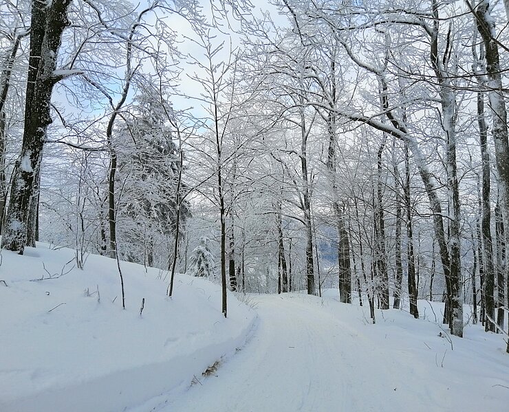 Auf dem Weg zur Geisingbaude ()