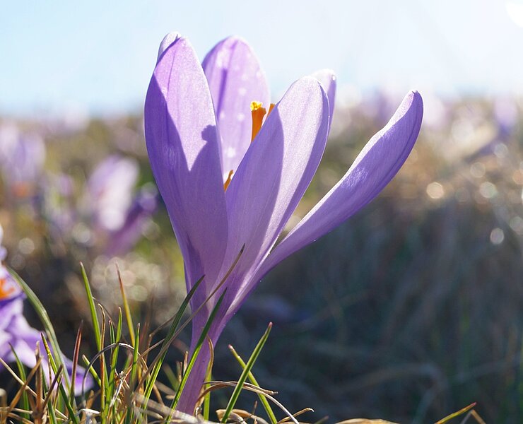 Krokus in Drebach (Corinna Bergelt)