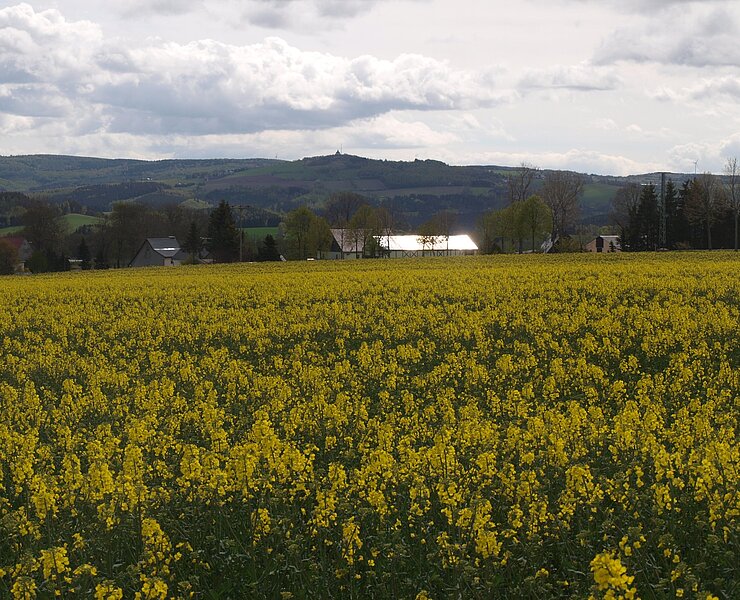 Blick zum Schwartenberg (789m) (Matthias Drechsel)