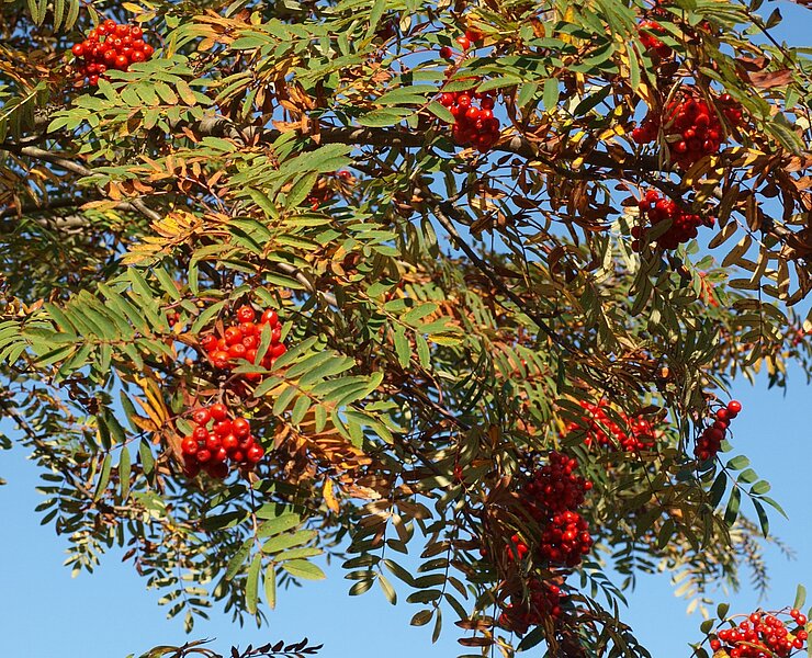 Vogelbeerbaum (Matthias Drechsel)