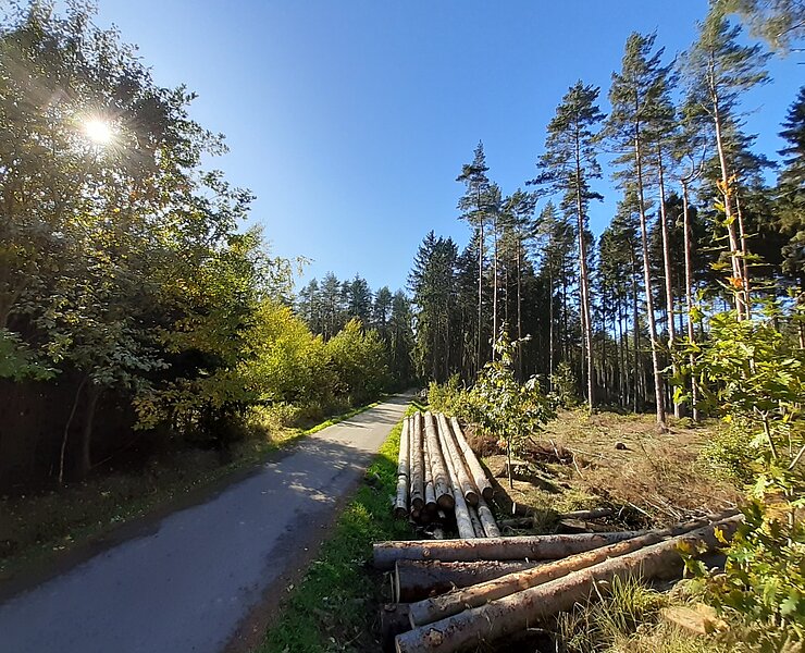 Werdauer Wald - Sommer ()