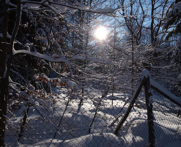 Winterstimmung (Matthias Drechsel)