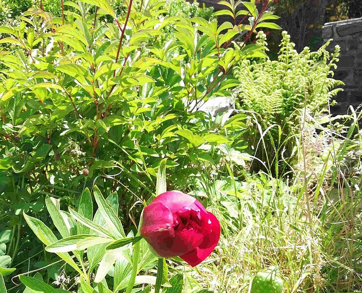 Garten - 2 ()