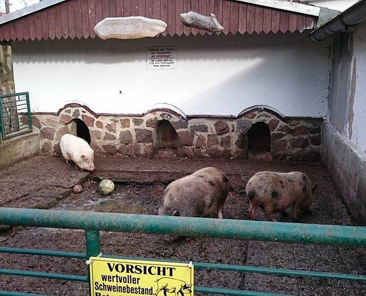 Tiergehege Glauchau - Schweine (Stadt Glauchau)