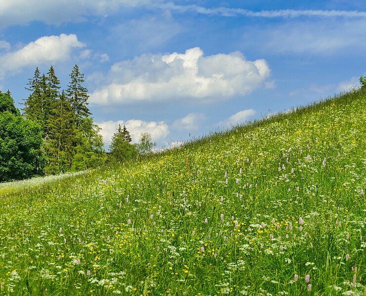 Bergwiese Osterzgebirge (Lukas Häuser)