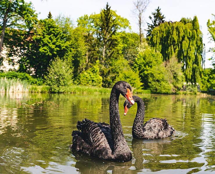 Grünfelder Park Waldenburg - Teich ()