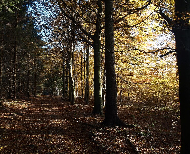 Waldweg (Matthias Drechsel)