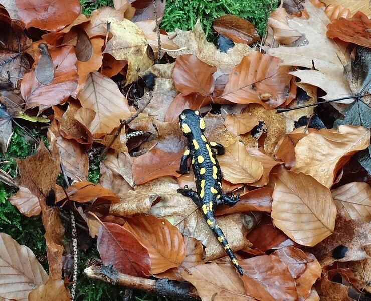 Geschützter Feuersalamander in Scharfenstein ()
