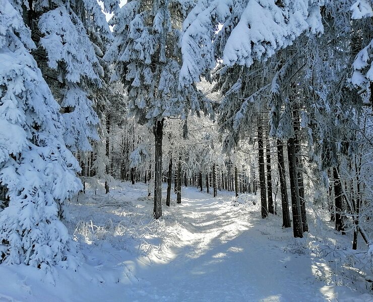 Winterwanderweg rund um Schellerhau ()
