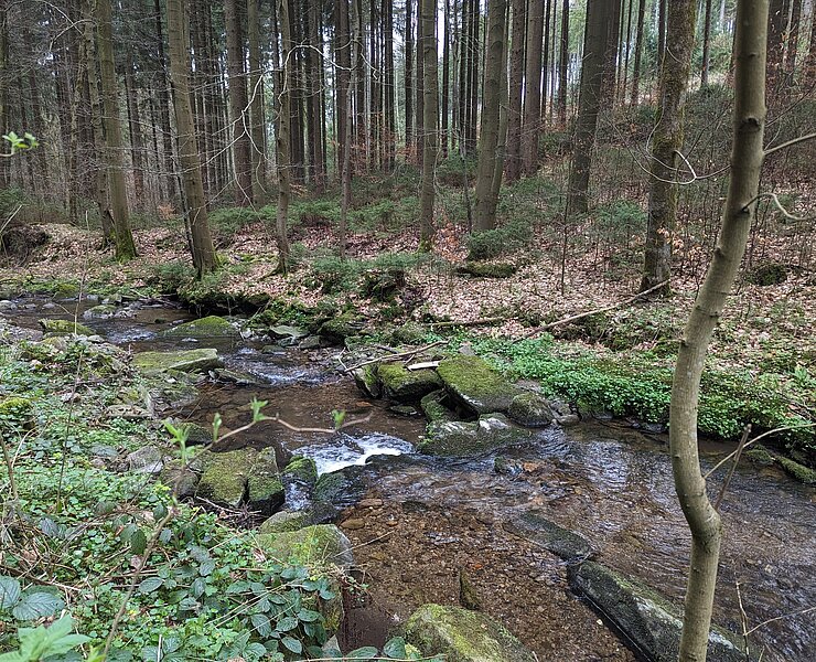 Der Lauterbach zwischen Ölmühle und Strobelmühle (Rico Oelmann)