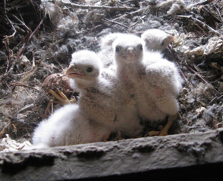 Dohlen-Nachwuchs im Schutz des Bergfrieds (Stadt Zschopau Schloss Wildeck)