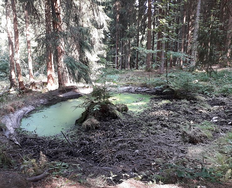 Waldteich (Karin Beer)