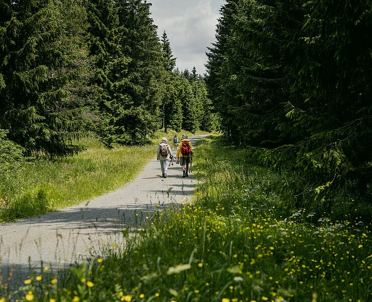 Wandern im Erzgebirgswald (Dirk Rückschloss)