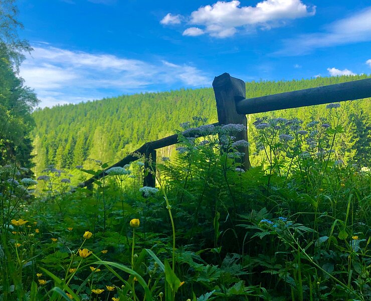 Oberhalb Almhof am Brandgehauflügel Richtung Oberbecken Markersbach (Andreas Göbel)