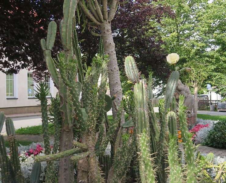 Kakteen vor dem Thumer Rathaus ()