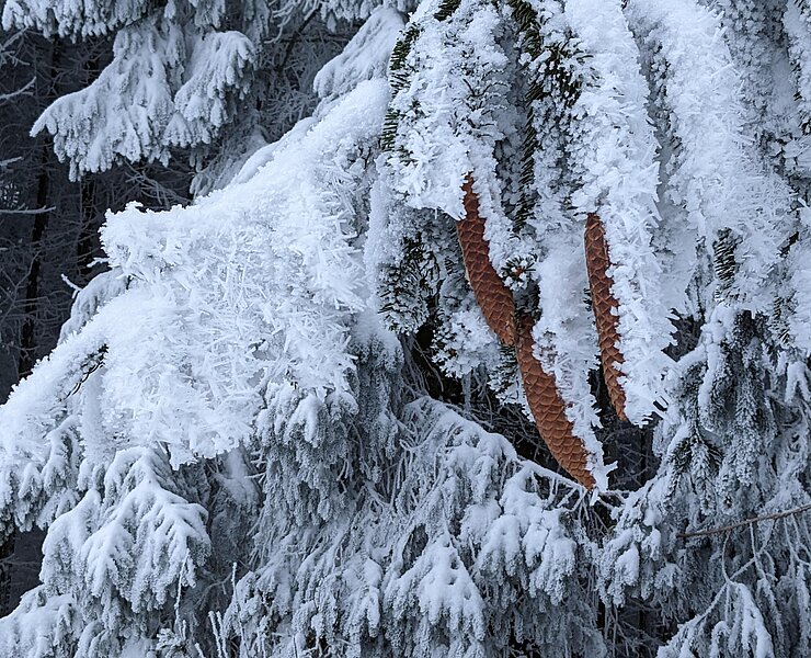 Winterlandschaft rund um Dörfel ()