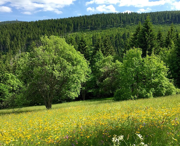 Alte Poststraße mit Blick zum Keilberg (Steve Görner)