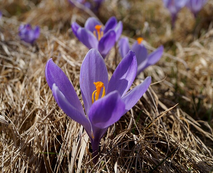 Krokus in Schlößchen (Corinna Bergelt)