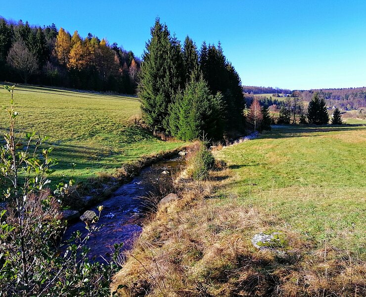 Wilde Weißeritz in Neu-Rehefeld ()
