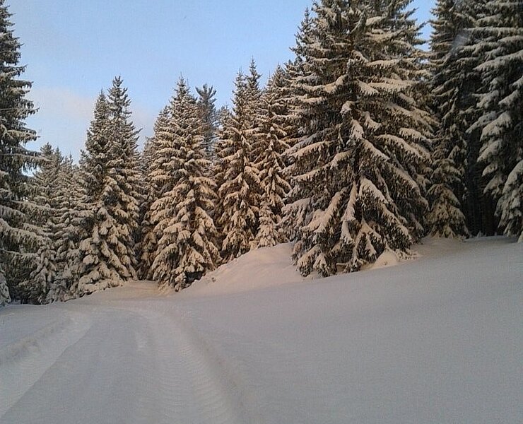 Winterwald (Jürgen Bochmann)