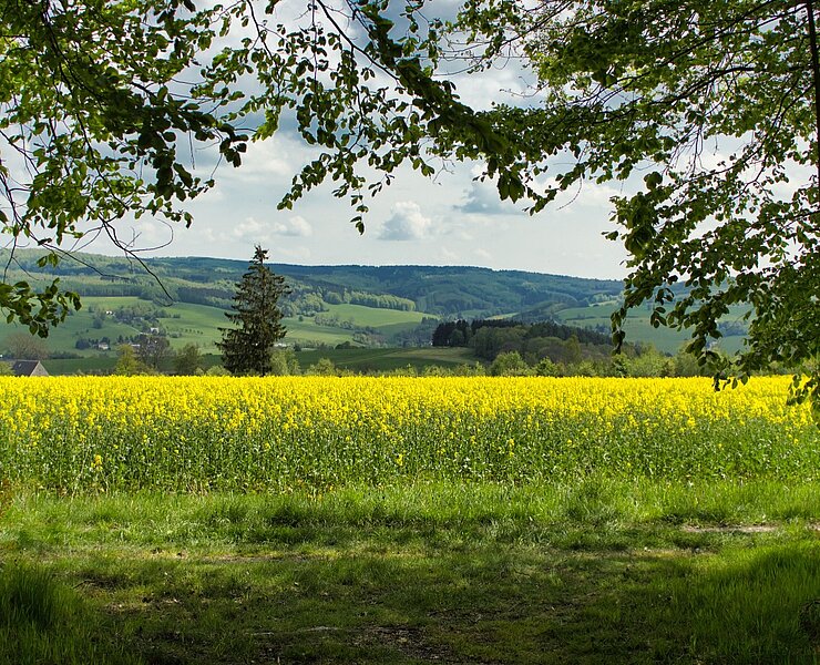 Oberhalb von Neuhausen ()