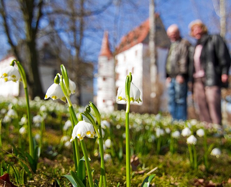 Blüte Märzenbecher Schloss Schlettau (Bernd März)