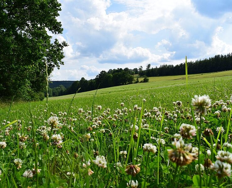 Wiesen bei Burkhardtsdorf (Corinna Bergelt)