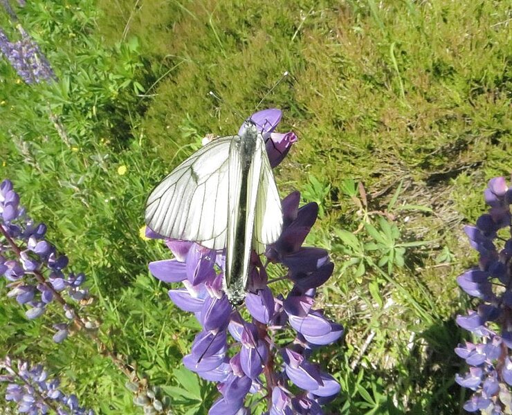 Schmetterlinge _1 ()