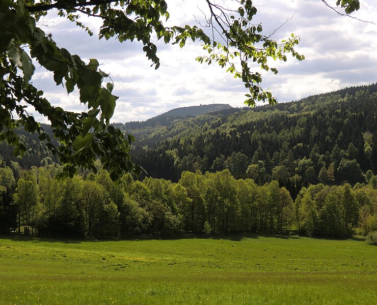 Brettmühle Blick zum Bärenstein ()