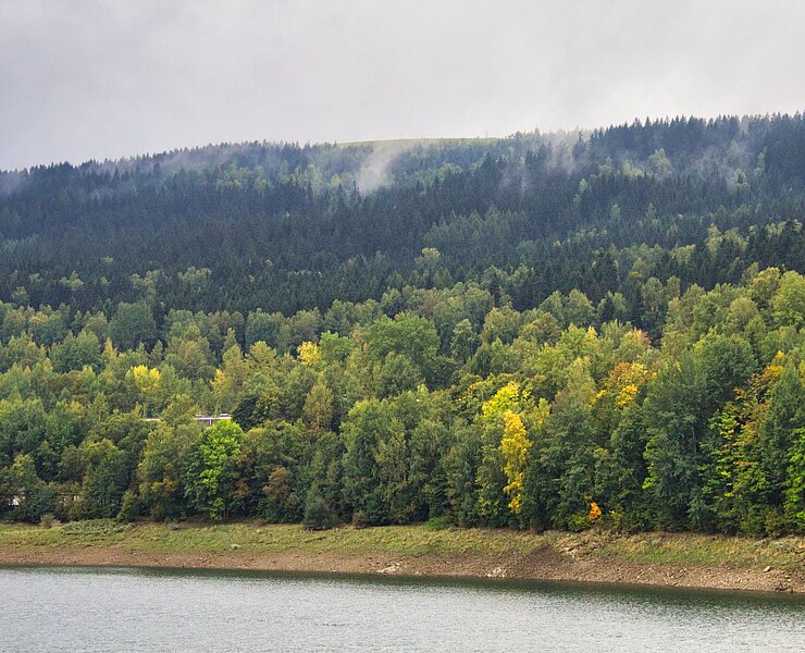 mystische Stimmung im herbstlichen Wald ()