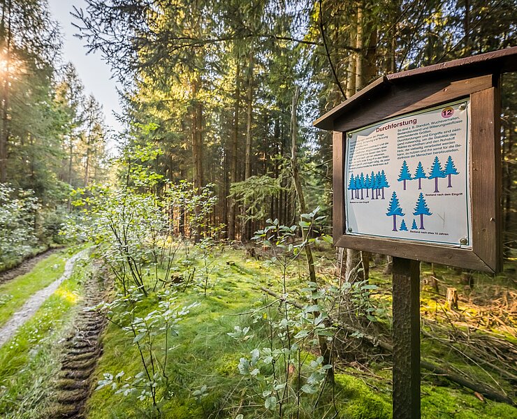 Naturlehrpfad am Talsperrenrundweg (Fresia Photography)