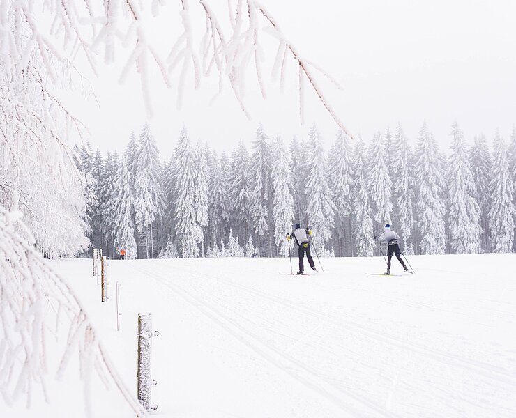 Rundloipe Grenzwiese Tellerhäuser (Tobias Rudelt)
