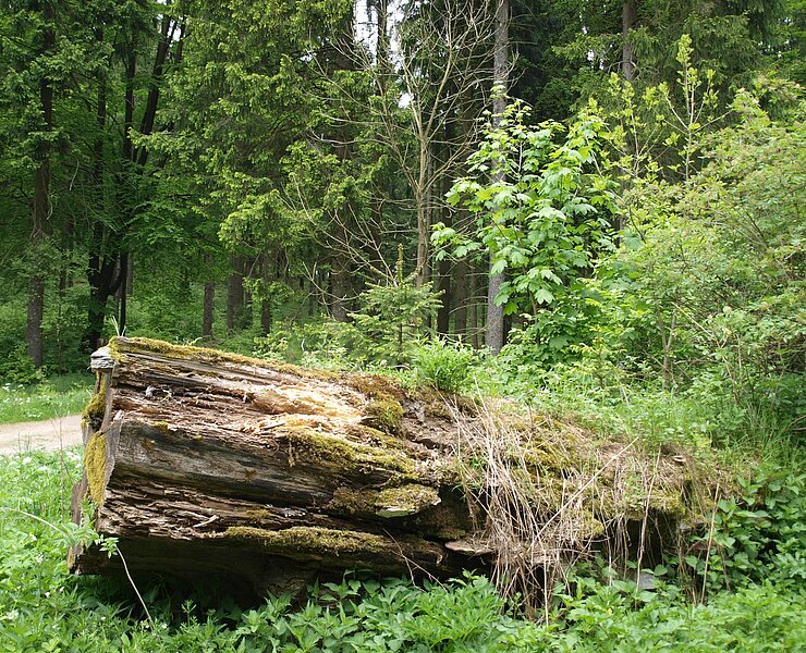 Rungstocktal (Matthias Drechsel)