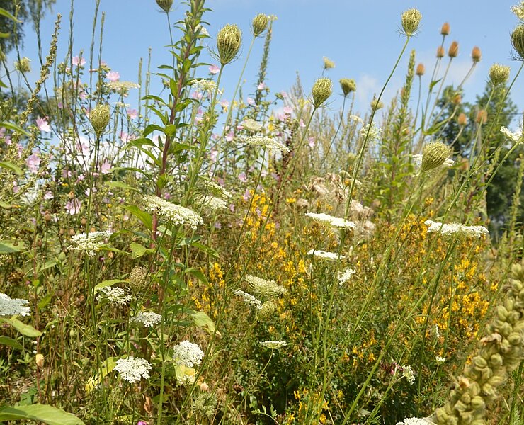 Bergwiesen in Rübenau (Babett Schreiter )