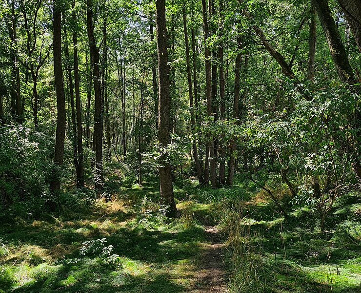 Wald in Leukersdorf (Gemeinde Jahnsdorf)