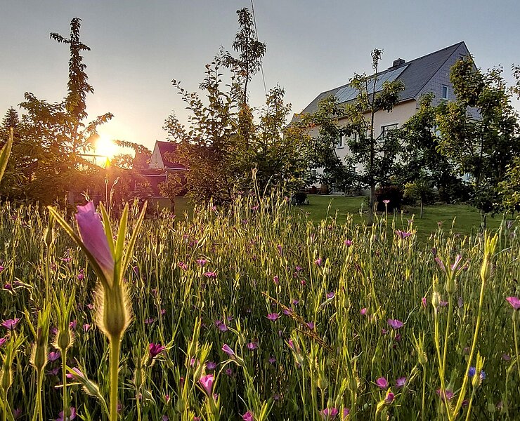 Sommerabend ()