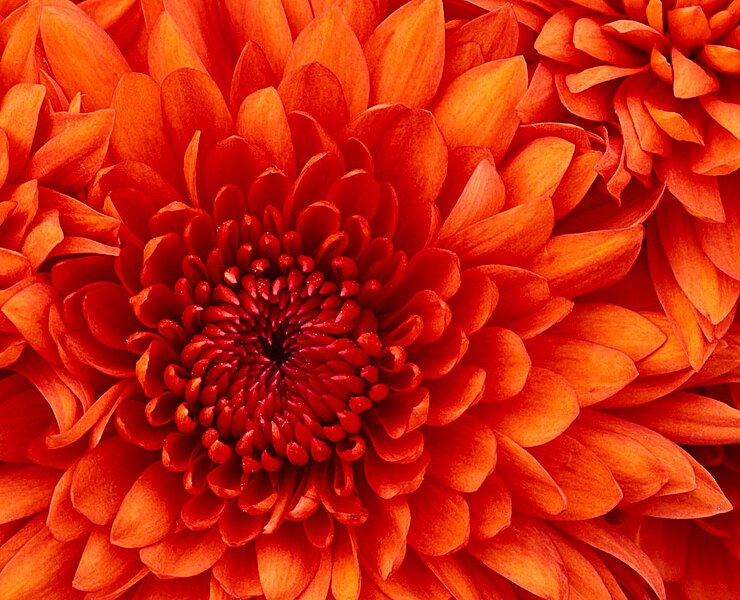 rote Blume (DJH Redaktion)