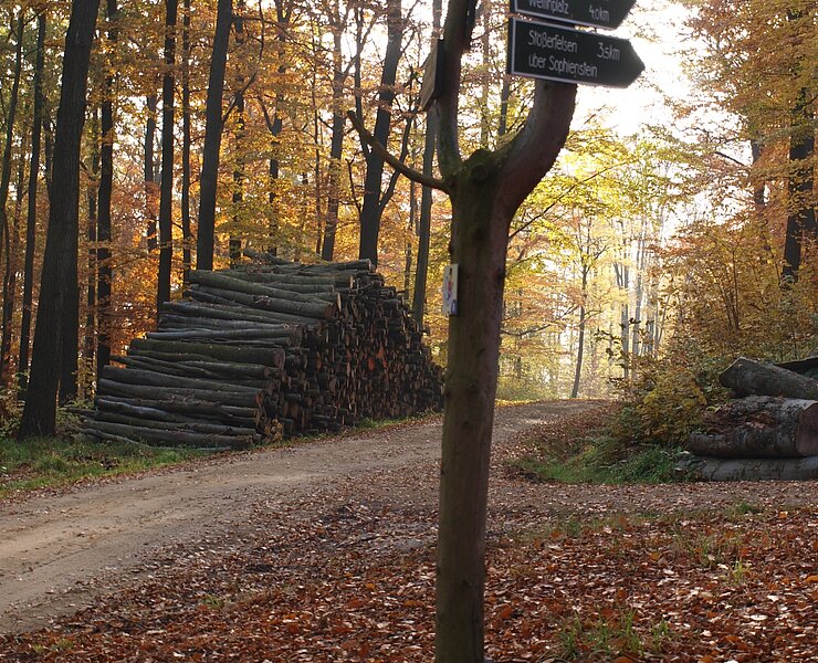 Roter Hirschweg (Matthias Drechsel)