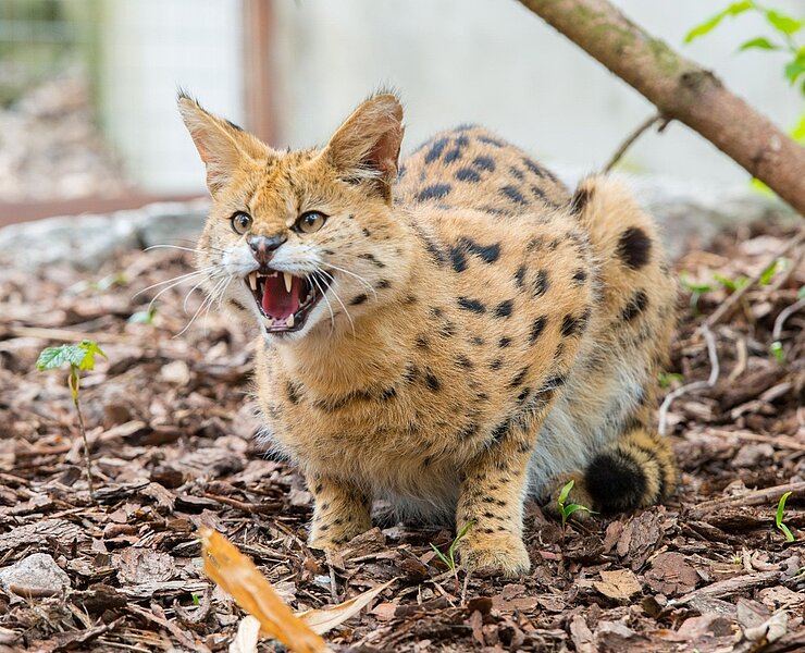 Zoo der MInis - Serval (Georg Ulrich Dostmann)